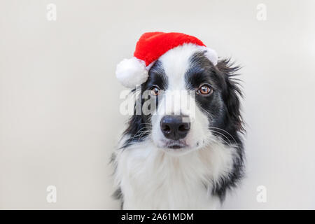 Funny studio portrait of cute souriant chiot border collie en rouge Santa Claus hat isolé sur fond blanc. Joyeux Noël 2020 et fêtes de fin d'année. Les soins aux animaux et les animaux concept Banque D'Images