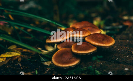 Scène de jardin avec des champignons et des feuilles à l'automne Banque D'Images