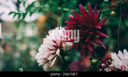 Mixte superbe blanc et violet dahlias fleurissent en automne Banque D'Images