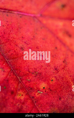 Détail d'une feuille rouge en automne Banque D'Images