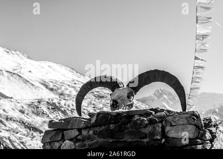 Crâne d'un animal et de prière drapeaux bouddhistes voletant dans le vent, le Népal, l'Himalaya. Noir et blanc en arrière-plan la montagne. Banque D'Images