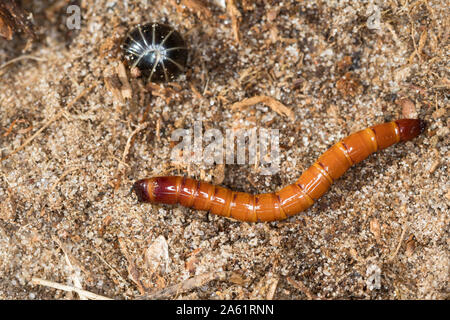 Schnellkäfer Drahtwurm, larve,, Elateridae, cliquez sur beetle, taupins, larve, les larves de taupin, taupins, Banque D'Images