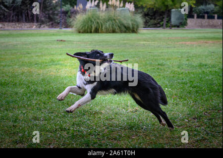 Border Collie chien dans le champ tournant et heureux avec le bâton dans sa bouche et en sautant dans l'herbe Banque D'Images