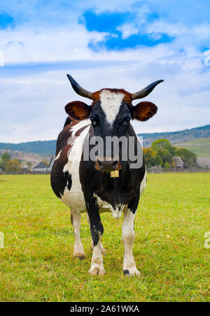 Paysage d'automne dans les Carpates avec le pâturage des vaches sur les pâturages de montagne vert frais Banque D'Images