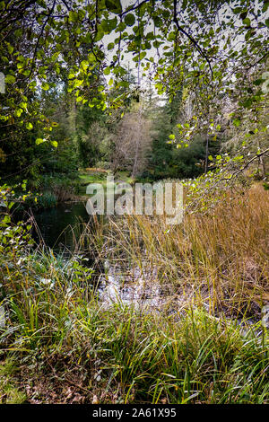 Arbres, d'arbustes et de roseaux autour d'un petit étang dans un bois. Banque D'Images