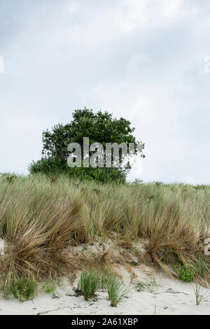 Un arbre et des herbes sur les dunes de sable de par plage St Martin, Isles of Scilly Banque D'Images