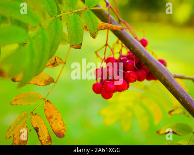 Red mountain ash close-up. Branches avec des mûres rouges et orange mountain ash close up. Riche moisson de mountain ash. Branches avec un rouge vif et Banque D'Images