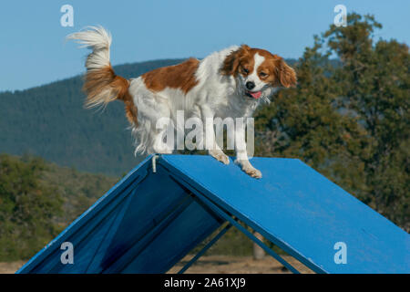 Rouge et blanc cavalier spaniel chien grimper au sommet d'une agilité bleu a-frame avec un flou forêt et montagnes en arrière-plan Banque D'Images