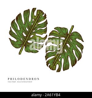 Les feuilles tropicales - Philodendron. Arrière-plan dessiné à la main. Vector illustration. Feuille jungle gravé isolé sur fond blanc Illustration de Vecteur