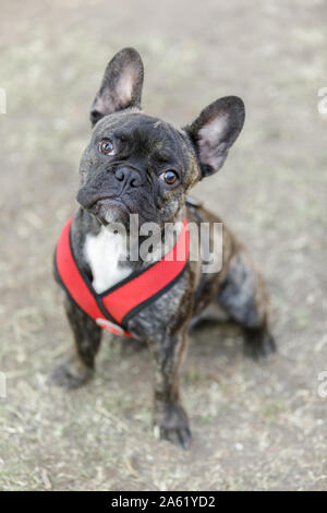 Brindle Frenchie Puppy Sitting et à la recherche. Banque D'Images