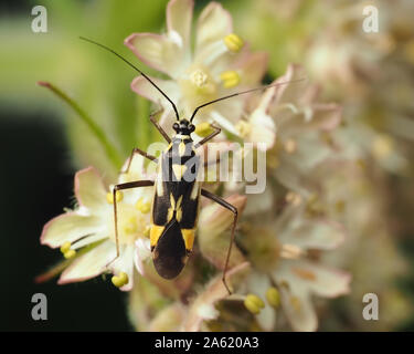 Grypocoris stysi punaises mirides perché sur fleur. Tipperary, Irlande Banque D'Images