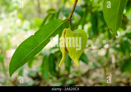 Feuille verte d'arbre de Corossol Banque D'Images