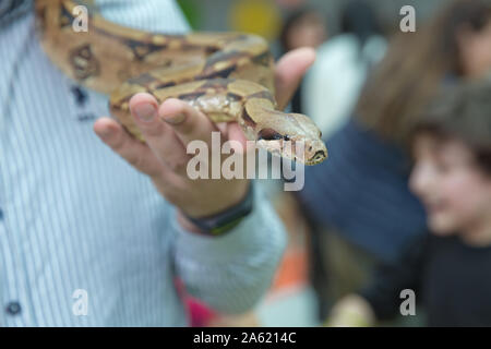 L'homme serpent boa tient dans ses mains. Métier dangereux . Couleuvre à nez mince du Grand Bassin Pituophis catenifer deserticola avec sa langue traîner dans le Banque D'Images