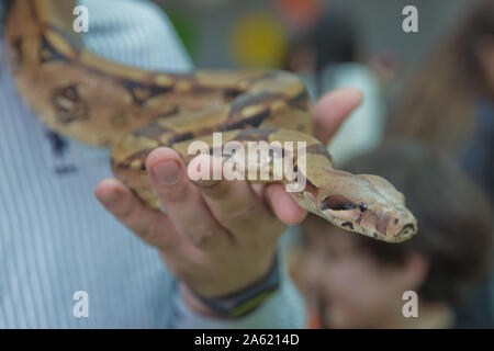 L'homme serpent boa tient dans ses mains. Métier dangereux . Couleuvre à nez mince du Grand Bassin Pituophis catenifer deserticola avec sa langue traîner dans le Banque D'Images