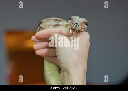 L'homme serpent boa tient dans ses mains. Métier dangereux . Couleuvre à nez mince du Grand Bassin Pituophis catenifer deserticola avec sa langue traîner dans le Banque D'Images