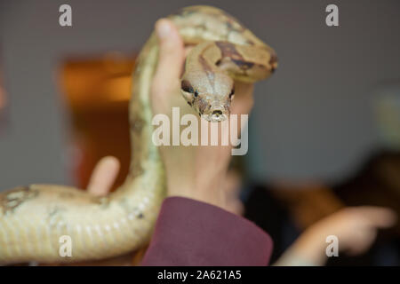 L'homme serpent boa tient dans ses mains. Métier dangereux . Couleuvre à nez mince du Grand Bassin Pituophis catenifer deserticola avec sa langue traîner dans le Banque D'Images