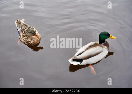 Canards sur la rivière Liffey, Dublin, Irlande. Banque D'Images