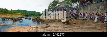 , Pinnawala Sri Lanka, l'orphelinat des éléphants - Juillet 2011 : les Singapouriens et les touristes regarder les éléphants à la rivière Banque D'Images