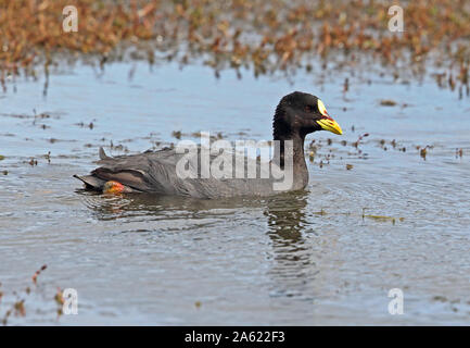 Red-gartered Foulque macroule (Fulica armillata) natation adultes sur le lac de Punta Arenas, Chili Janvier Banque D'Images