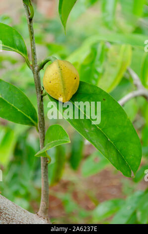 L'annona Montana Blossom Banque D'Images