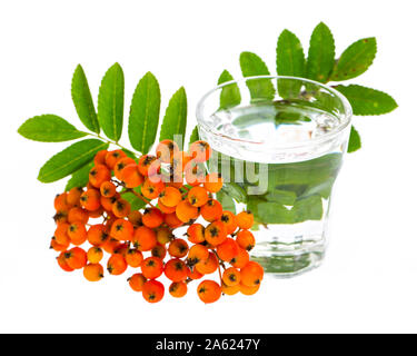 Plantes médicinales : 'Vogelbeerschnaps' sur fond blanc aux fruits rouges Banque D'Images