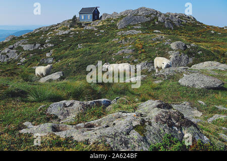 Moutons paître sur la pente du mont Ulriken. Beau paysage norvégien, d'horizon, montagnes, rochers, maison traditionnelle en bois, à vélo. Monument Banque D'Images