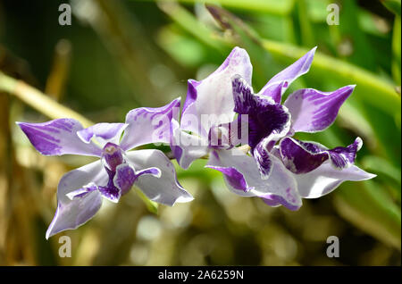 Blooming violet sur Blanc orchidées au Jardin Botanique au Nouveau Mexique Banque D'Images