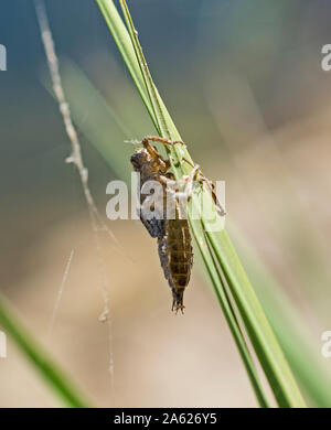 Macro closeup détail de sauterelle Anacridium aegyptium égyptien sur la manette en prairie champ Banque D'Images
