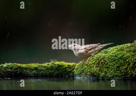 Une femelle Roselin familier perché sur un rocher moussu sous la pluie comme son eau potable Banque D'Images
