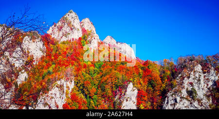 L'automne dans Vanturarita Buila, montagnes des Carpates, en Roumanie. Des couleurs d'automne en forêt. Paysages de la nature avec lumière du soleil à travers les branches des arbres. Co Banque D'Images
