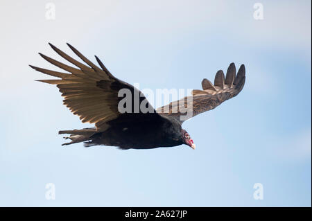 Un Urubu vole contre un bleu et ciel nuageux avec ses ailes écartées dans la douce lumière du soleil. Banque D'Images