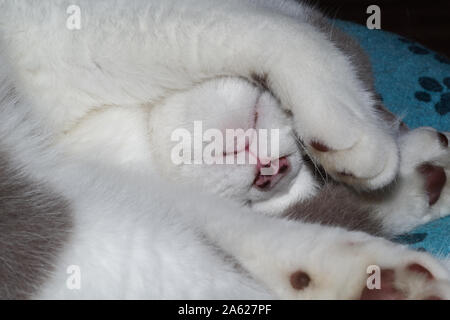 Close-up of British shorthair cat pendant le sommeil Banque D'Images