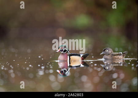 Le Canard branchu mâle et femelle nager sur un étang calme en automne avec les arbres se reflétant dans le calme de l'eau claire dans les nuages la lumière. Banque D'Images