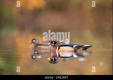 Le Canard branchu mâle et femelle nager sur un étang calme en automne avec les arbres se reflétant dans le calme de l'eau claire dans les nuages la lumière. Banque D'Images