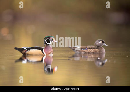 Le Canard branchu mâle et femelle nager sur un étang calme en automne avec les arbres se reflétant dans le calme de l'eau claire dans les nuages la lumière. Banque D'Images