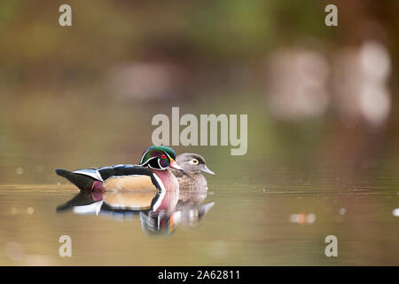 Le Canard branchu mâle et femelle nager sur un étang calme en automne avec les arbres se reflétant dans le calme de l'eau claire dans les nuages la lumière. Banque D'Images