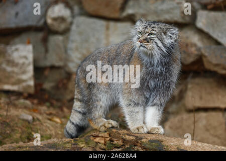 Le chat de Pallas / Otocolobus manul Manul) / Banque D'Images