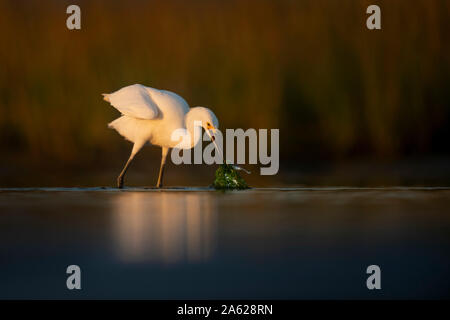 Une Aigrette neigeuse attrape une petite boule ainsi que des algues vertes dans le cadre doré du soleil. Banque D'Images