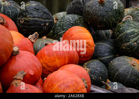 Kürbis Sammlung in verschiedenen Farben / / Herbstdekoration Halloween Dekoration / Herbstbilder / collection citrouille en différentes couleurs / halloween Banque D'Images