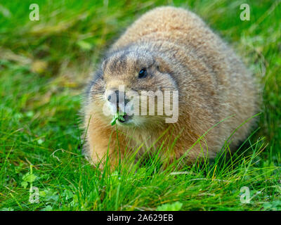 Chien de prairie Cynomys ludovicianus Banque D'Images