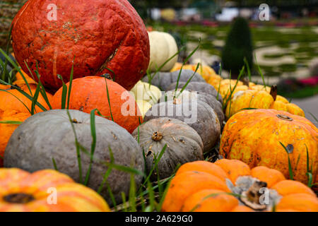 Kürbis Sammlung in verschiedenen Farben / / Herbstdekoration Halloween Dekoration / Herbstbilder / collection citrouille en différentes couleurs / halloween Banque D'Images