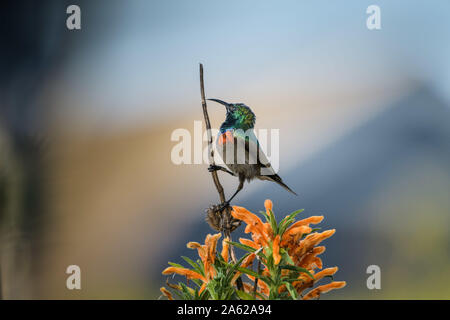 Gobemouche sud sunbird ou moindre goéland chalybeus (Chalcomitra) Banque D'Images