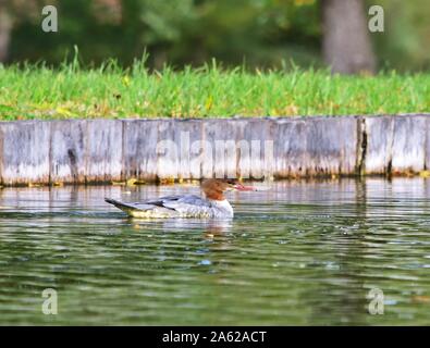 Harle bièvre - Mergus merganser Common, femme Banque D'Images