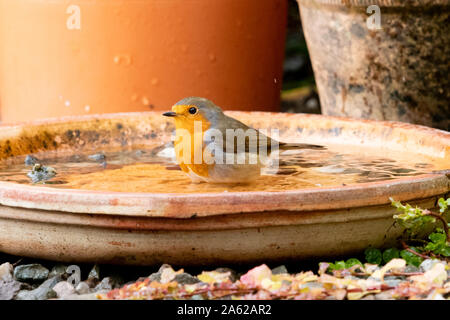 Robin - erithacus rubecula aux abords de l'usine en terre cuite - soucoupe bain d'oiseaux dans le jardin - Écosse, Royaume-Uni Banque D'Images