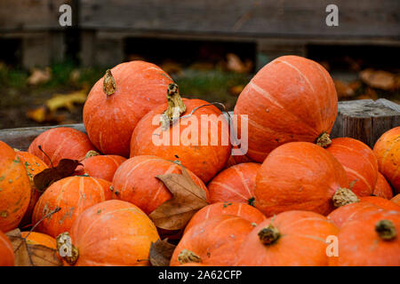 Kürbis Sammlung in verschiedenen Farben / / Herbstdekoration Halloween Dekoration / Herbstbilder / collection citrouille en différentes couleurs / halloween Banque D'Images