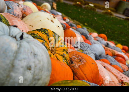 Kürbis Sammlung in verschiedenen Farben / / Herbstdekoration Halloween Dekoration / Herbstbilder / collection citrouille en différentes couleurs / halloween Banque D'Images