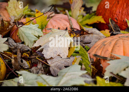 Kürbis Sammlung in verschiedenen Farben / / Herbstdekoration Halloween Dekoration / Herbstbilder / collection citrouille en différentes couleurs / halloween Banque D'Images