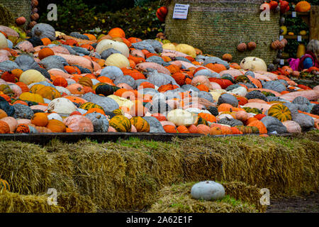 Kürbis Sammlung in verschiedenen Farben / / Herbstdekoration Halloween Dekoration / Herbstbilder / collection citrouille en différentes couleurs / halloween Banque D'Images