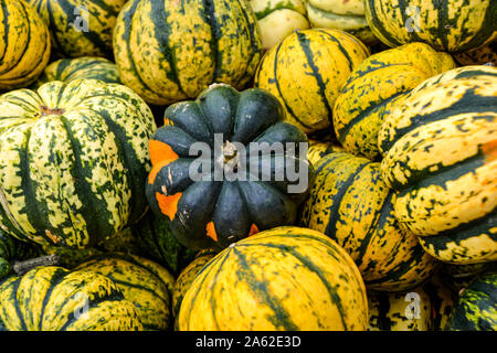 Kürbis Sammlung in verschiedenen Farben / / Herbstdekoration Halloween Dekoration / Herbstbilder / collection citrouille en différentes couleurs / halloween Banque D'Images