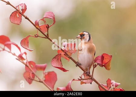 Chardonneret élégant - Carduelis carduelis - percher sur viburnum succursale au jardin d'automne - UK Banque D'Images